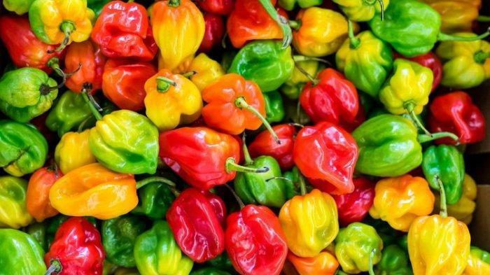 Daftar Habanero: Ragam Jenis dan Manfaatnya