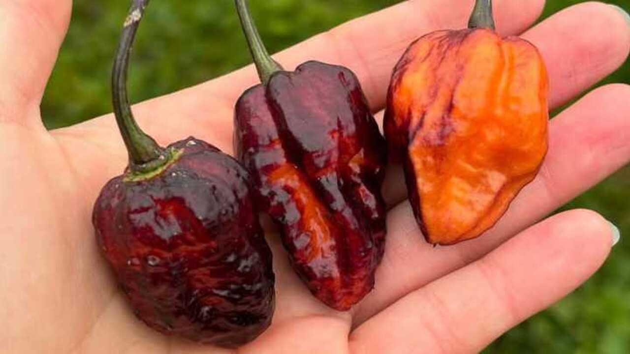 Daftar Habanero: Ragam Jenis dan Manfaatnya