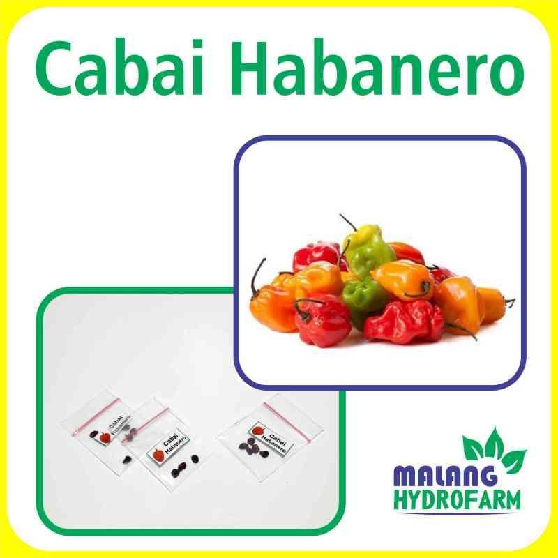 Daftar Habanero Resmi: Aneka Produk Terbaru yang Berkualitas